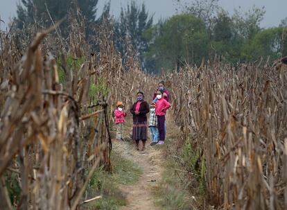 La familia Mejía, que lleva meses alimentándose gracias a la agricultura de autoabastecimiento, en Quiché, Guatemala.