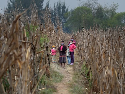 La familia Mejía, que lleva meses alimentándose gracias a la agricultura de autoabastecimiento, en Quiché, Guatemala.