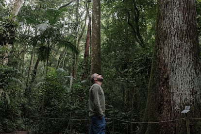 Marcelo Rheingatz busca monos aulladores en las copas de los árboles de Tijuca.