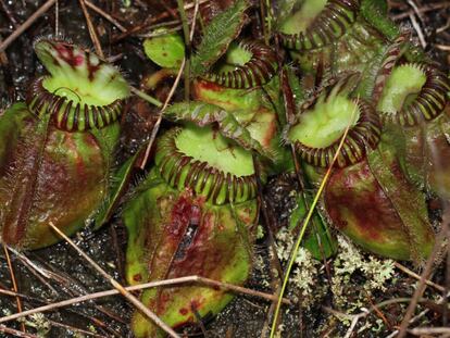 A 'Cephalotus follicularis' é uma planta carnívora que só se dá no sul da Austrália