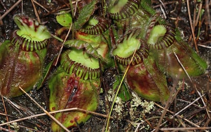 A 'Cephalotus follicularis' é uma planta carnívora que só se dá no sul da Austrália