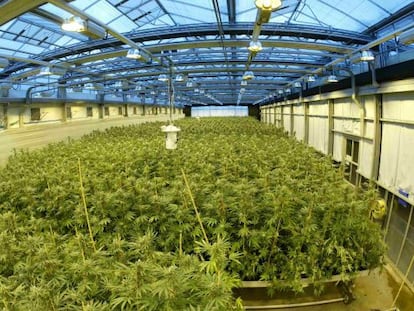 El invernadero de marihuana de GW Pharmaceuticals