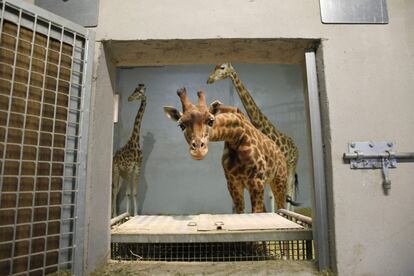Una jirafa se asoma por la venta de una jaula del zoo de Vicennes en París (Francia). PATRICK KOVARIK (afp)