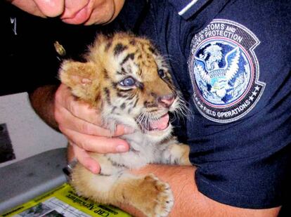 Un agente sostiene al cachorro de tigre confiscado en la frontera de EE UU.