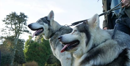 Thor y Odín interpretaron a los cachorros de lobo huargo Verano y Viento Gris.
