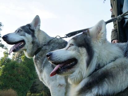 Thor y Odín interpretaron a los cachorros de lobo huargo Verano y Viento Gris.