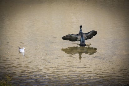 Un cormorán seca sus alas bajo el puente de Legazpi tras bucear en busca de peces en el Manzanares. Se trata de un ave grande, de aspecto torpe y coloración general negruzca, salvo la garganta, que es de tonos blanquecinos. Tiene el cuello largo y grueso, el pico prominente y gris, y las patas negras. En la base de la mandíbula inferior presenta una zona desnuda de plumas, de color amarillo-anaranjado, que alcanza casi los ojos. La coloración de las plumas del dorso hace que parezcan escamas. En vuelo intercala breves planeos entre secuencias de batido de alas. Cuando nada mantiene la línea de flotación elevada, con tres cuartas partes del cuerpo bajo el agua. El cormorán grande pasa mucho tiempo posado en rocas o árboles, con las alas abiertas para dejar secar su plumaje. Durante el periodo reproductor, los adultos muestran manchas blancas sobre la cabeza, los flancos y la parte superior de los muslos, y lucen un plumaje con tonos más lustrosos. Los jóvenes presentan las partes inferiores de tonos pálido-cremosos.