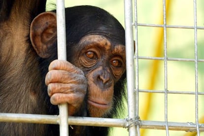 Un chimpancé en el centro de recuperación de Riudellots, Selva.