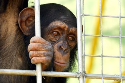 Un chimpanc&eacute; en el centro de recuperaci&oacute;n de Riudellots, Selva.