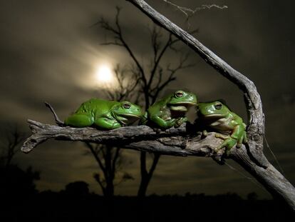 La noche de las ranas