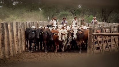 Estancia Los Pozos, una explotación de Cresud ubicada en la provincia argentina de Salta.