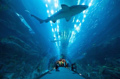 Dubai Mall no es solo un lugar para las compras, también es un espacio de ocio familiar y el lugar en el que se encuentra el acuario de la ciudad. El Dubai Aquarium & Underwater Zoo tiene un tanque con 10 millones de litros, en el que viven unos 300 tiburones y rayas. Los visitantes pueden caminar a través de él por un pasillo de 51 metros de largo, lo que lo convierte en uno de los acuarios más grandes del mundo. Entre otras actividades, se puede hacer una inmersión en una jaula para acercarse al máximo a los tiburones. <a href="https://thedubaiaquarium.com/en" target="_blank">thedubaiaquarium.com</a>
