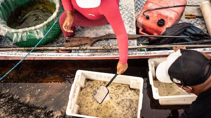 Los peces de los acuarios europeos nacen en el Amazonas