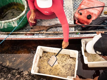 Los peces de los acuarios europeos nacen en el Amazonas