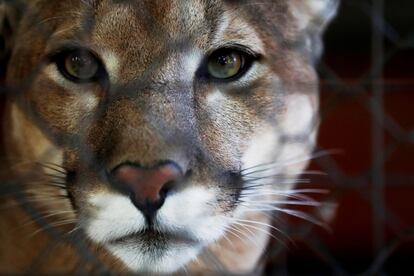 Um puma retratado no zoológico de Saransk (Rússia).