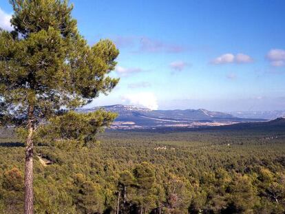 El bosque de La Hunde en el t&eacute;rmino municipal de Ayora, Valencia.