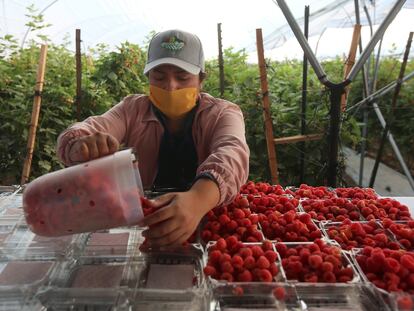 Un trabajador pone en envases frambuesas en una granja en Jalisco (México).