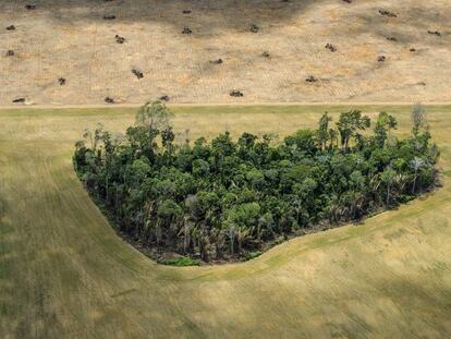 La agonía de la Amazonia en 12 imágenes