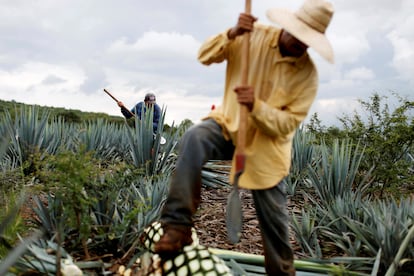 Jimador en Tepatitlán, Jalisco