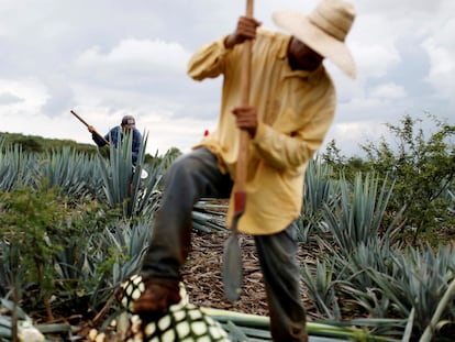 Two jimadors harvest blue agave in a plantation in Tepatitlán, in Mexico’s Jalisco State (Mexico).