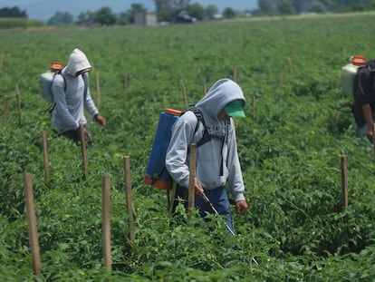 Tres jornaleros rocían pesticidas en un campo de cultivo en Tanhuato, Michoacán.