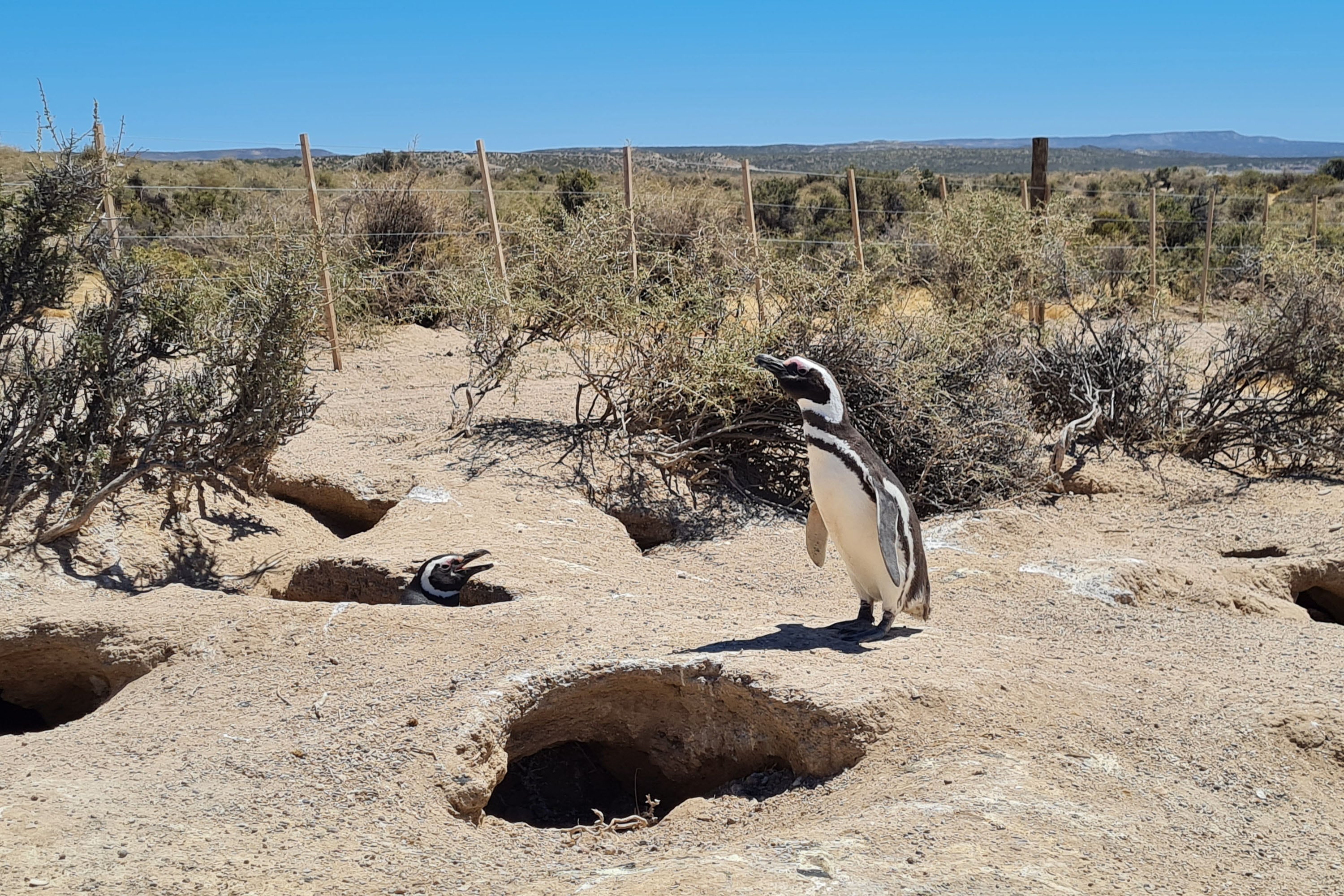 Juicio histórico en Argentina por una matanza de pingüinos en las costas patagónicas