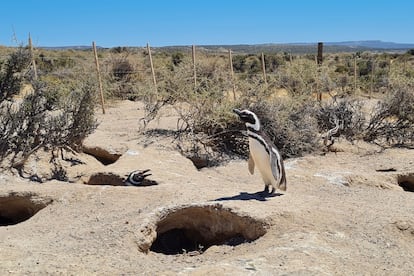 Pingüinos de Magallanes resguardan su nido, al fondo la instalación de un alambrado electrificado que impide su libre circulación en la Reserva Punta Tombo, ubicada en la provincia del Chubut, Argentina.