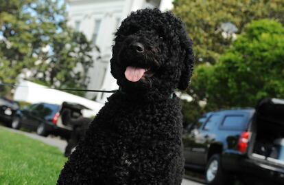 Sunny, el perro de los Obama, en la Casa Blanca.