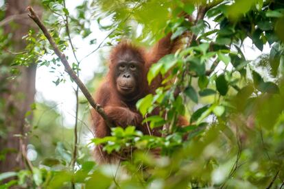 Orangután de Borneo que se encuentra en peligro de extinción, según la última actualización de la Lista Roja de especies Amenazadas de la Unión Internacional para la Conservación de la Naturaleza.