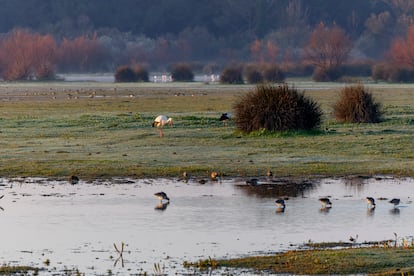 Aves en Doñana vistas desde la aldea de El Rocío, a principios de febrero.