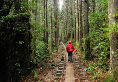 Un senderista atraviesa el bosque de la isla de Yakushima.