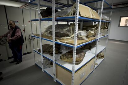 Ejemplares de tortuga conservados en el archivo de la Estación Biológica de Doñana, en Sevilla
