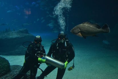 Dos buzos de L'Oceanogràfic muestran el dispositivo 'Samaruc', instalado en uno de los acuarios.