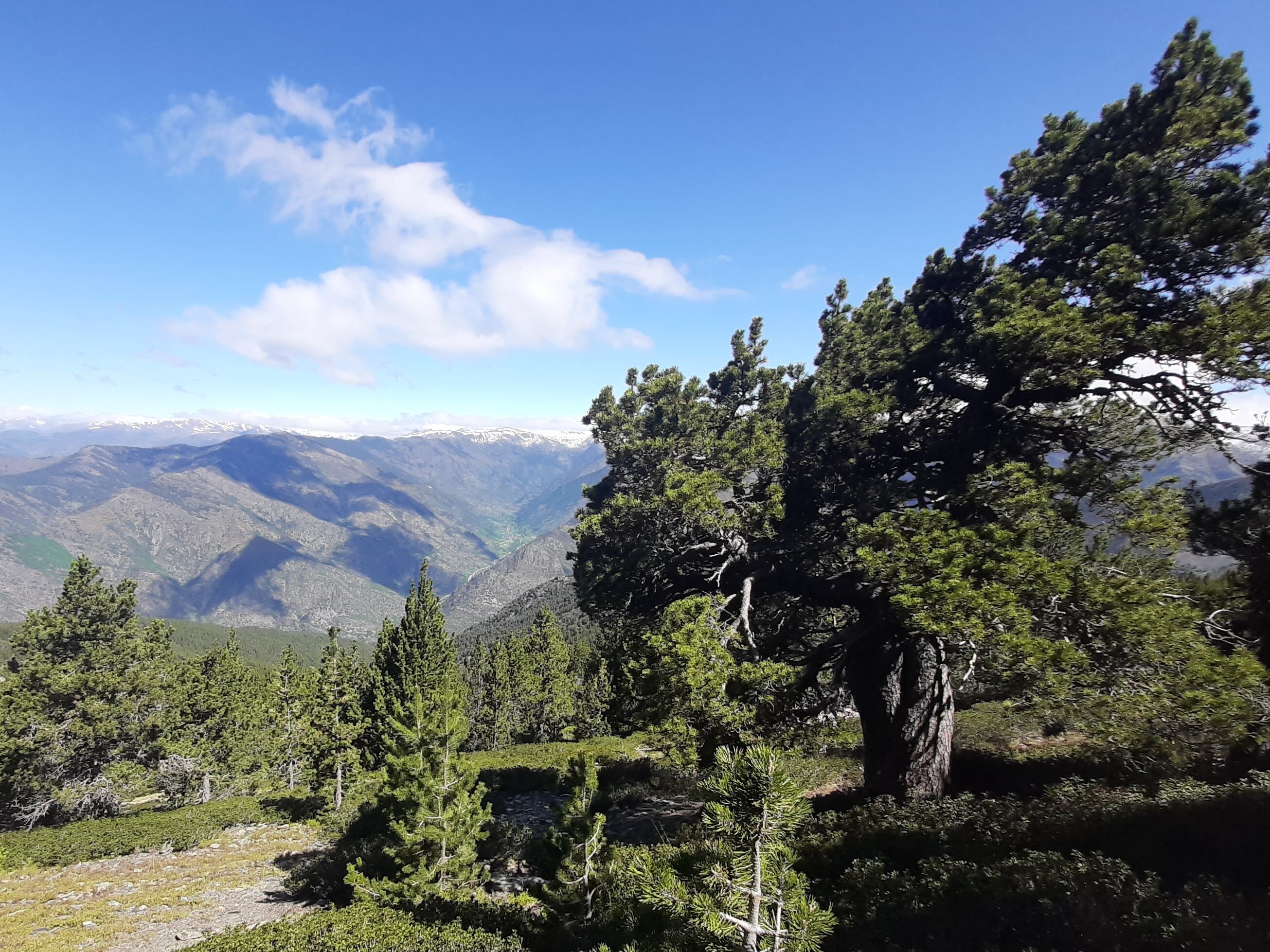 El Parque Natural del Alto Pirineo donde se ha realizado el estudio sobre los centenarios pinos negros de montaña ('Pinus uncinata').