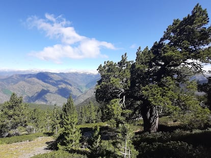 El Parque Natural del Alto Pirineo donde se ha realizado el estudio sobre los centenarios pinos negros de montaña ('Pinus uncinata').