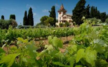 Un vi&ntilde;edo en el Pened&egrave;s.