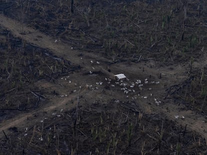 Vista aérea de um desmatamento na Amazônia para expansão da pecuária, em Lábrea, Amazonas.