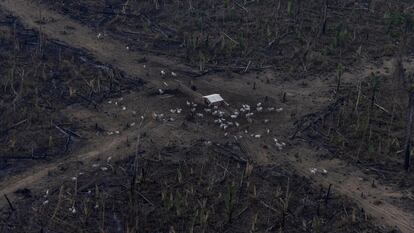 Vista aérea de um desmatamento na Amazônia para expansão pecuária, em Lábrea, Amazonas.
