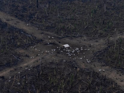 Vista aérea de um desmatamento na Amazônia para expansão pecuária, em Lábrea, Amazonas.