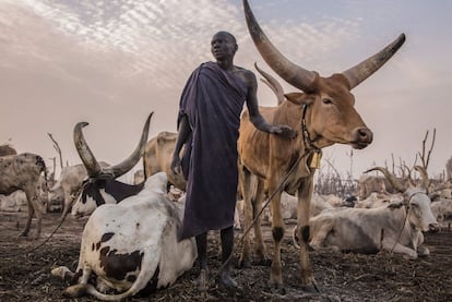 Un hombre sudanés de la tribu Dinka se encuentra junto a sus vacas a primera hora de la mañana en su campamento de ganado en Mingkaman, en el estado de Lagos (Sudán del Sur).
