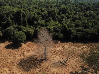 Vista aérea de un árbol solitario cerca de un bosque en la frontera entre la Amazonia y otro bioma, el Cerrado, en el municipio de Nova Xavantina, en Mato Grosso.