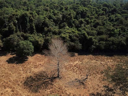 Una vista aárea de un árbol solitario cerca de un bosque en la frontera entre la Amazonia y otro bioma, el Cerrado, en el municipio de Nova Xavantina, en Mato Grosso