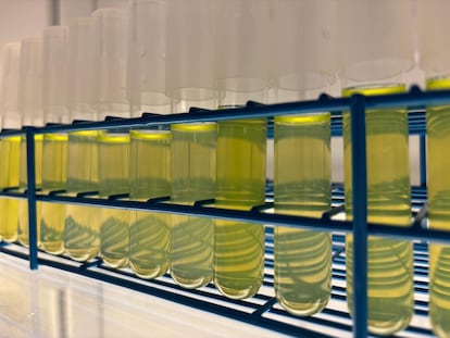 Cultivar cianobacterias prochlorococcus en el laboratorio