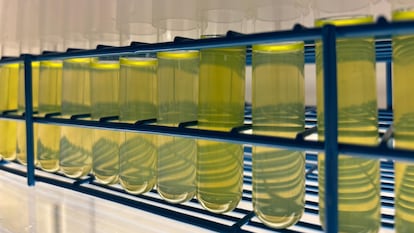 Hasta hace unos pocos años, los científicos no habían logrado cultivar las 'Prochlorococcus' en el laboratorio.