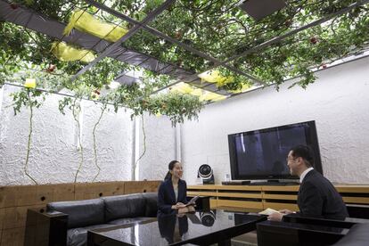 Una de las salas de invitados, con plantación de tomatera colgada. Motonobu Sato confiesa que los clientes suelen pedir permiso para probar los tomates 'in situ'.