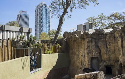 Visitantes do zoológico de Barcelona observam um urso.