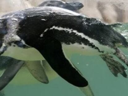 Dos pingüinos homosexuales 'adoptan' un polluelo