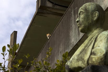 Un gato se asoma por la fachada de un colegio abandonado en la isla Aoshima (Japón).