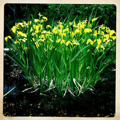 Lirio amarillo, 'Iris pseudacorus', es un lirio acuático, 6 de mayo.