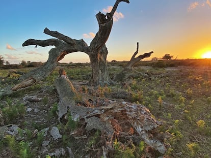 Alcornoques secos en el parque nacional de Doñana, el pasado noviembre.